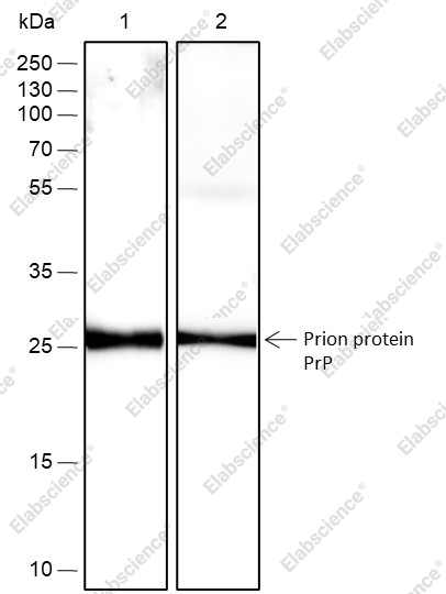 Recombinant Prion protein PrP Monoclonal Antibody - 1