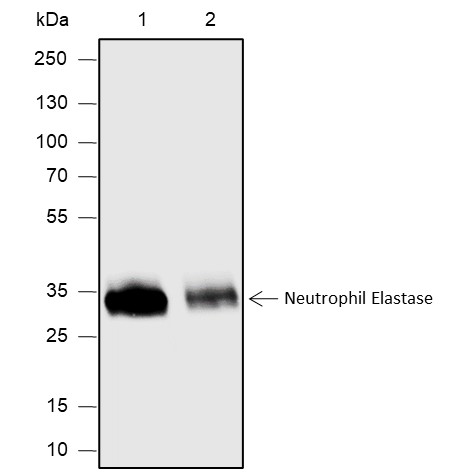 Recombinant Neutrophil Elastase Monoclonal Antibody-searchlist-1