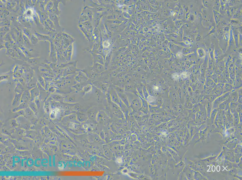 DLD-1 Cell Complete Medium - small - 4