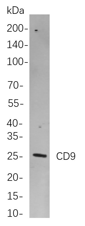 Recombinant CD9 Monoclonal Antibody-searchlist-1