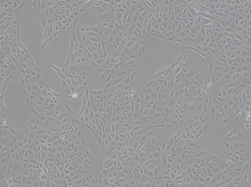 CV-1 Cell Complete Medium-searchlist-1