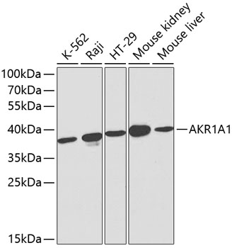 Western blot analysis of extracts of various cell lines using AKR1A1 Polyclonal Antibody at dilution of 1:1000.