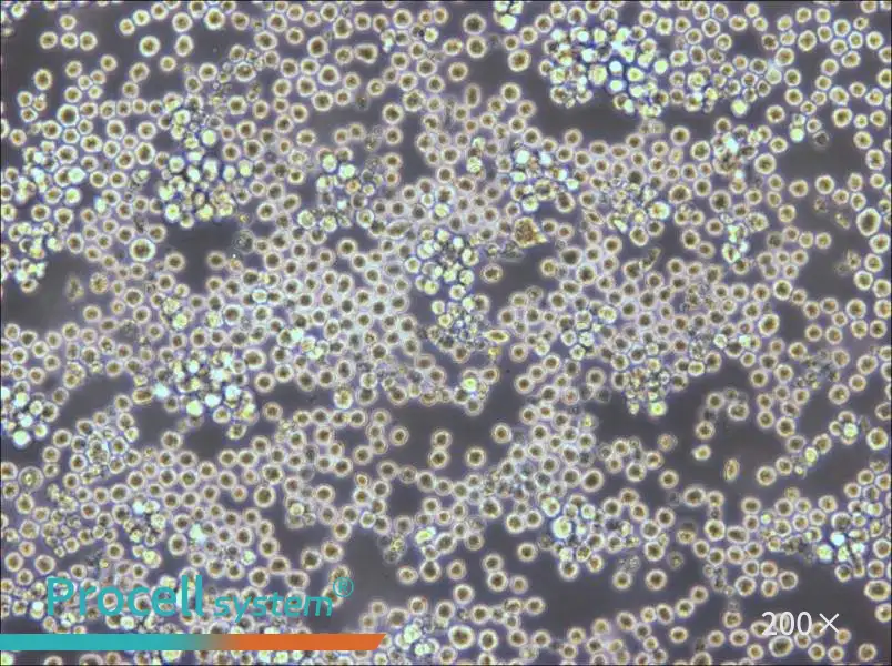 PK136 Cell Complete Medium - 4