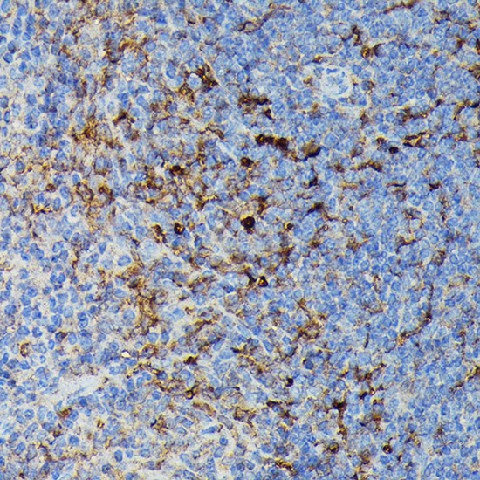 Immunohistochemistry of paraffin-embedded Mouse spleen using HLA-DPB1 Polyclonal Antibody at dilution of 1:100 (40x lens).Perform high pressure antigen retrieval with 10 mM citrate buffer pH 6.0 before commencing with IHC staining protocol.