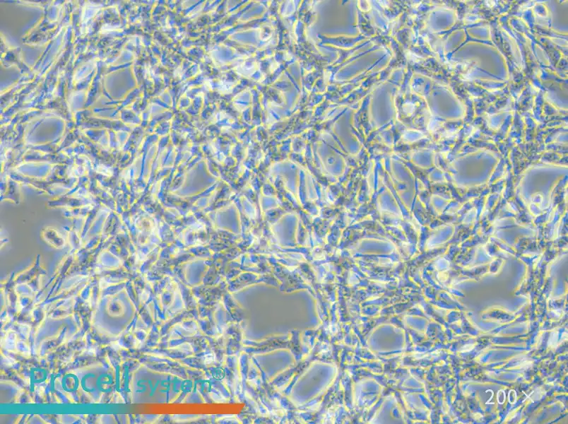 CT26.WT Cell Complete Medium - small - 4
