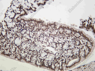 Recombinant Histone H1.2 Monoclonal Antibody - 1