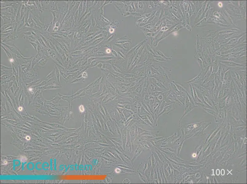 H9c2(2-1) Cell Complete Medium - 1