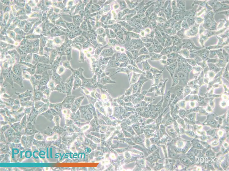 95-D [PLA-801D] Cell Complete Medium - 5