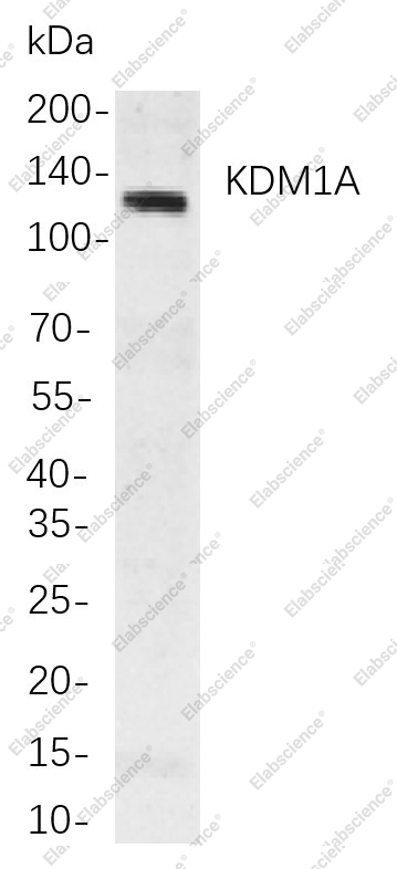 Recombinant KDM1A Monoclonal Antibody - 1