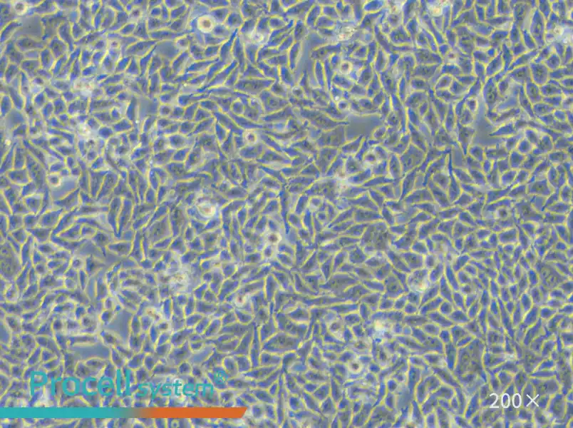 RKO Cell Complete Medium - small - 5