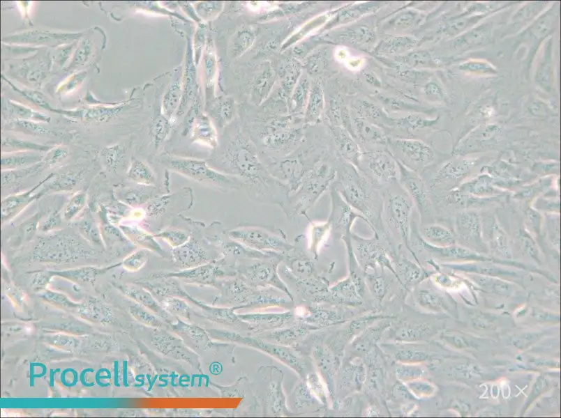 786-O [786-0] Cell Complete Medium - small - 4