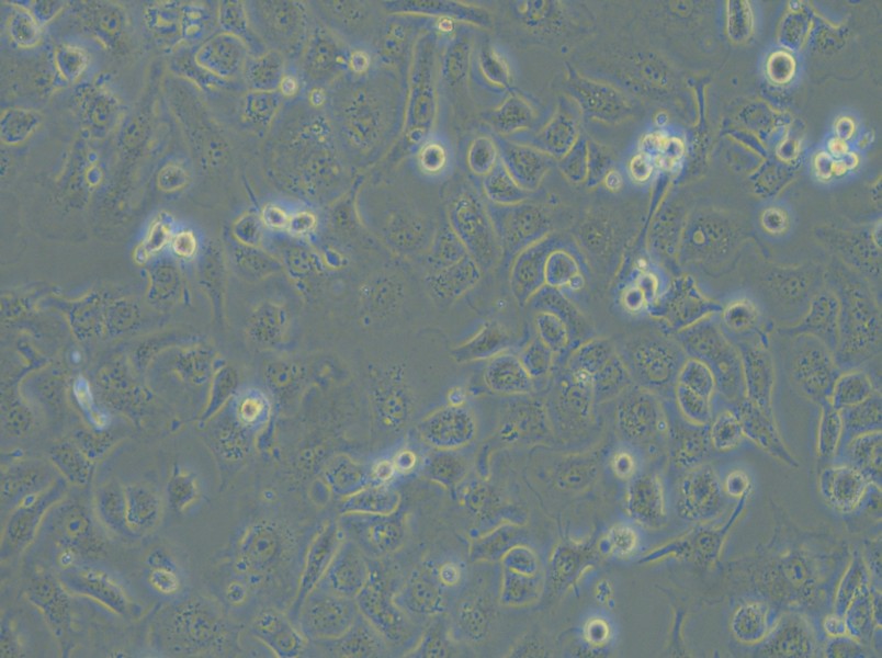 IGROV-1 Cell Complete Medium - 6