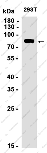 Recombinant ALS2CR8 Monoclonal Antibody - 3