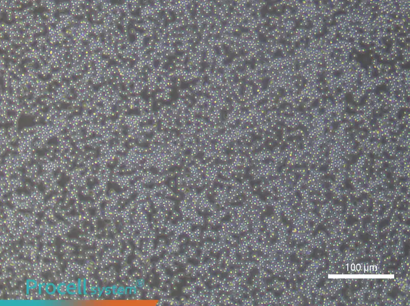 Human Peripheral Blood Mononuclear Cell Complete Medium - 3
