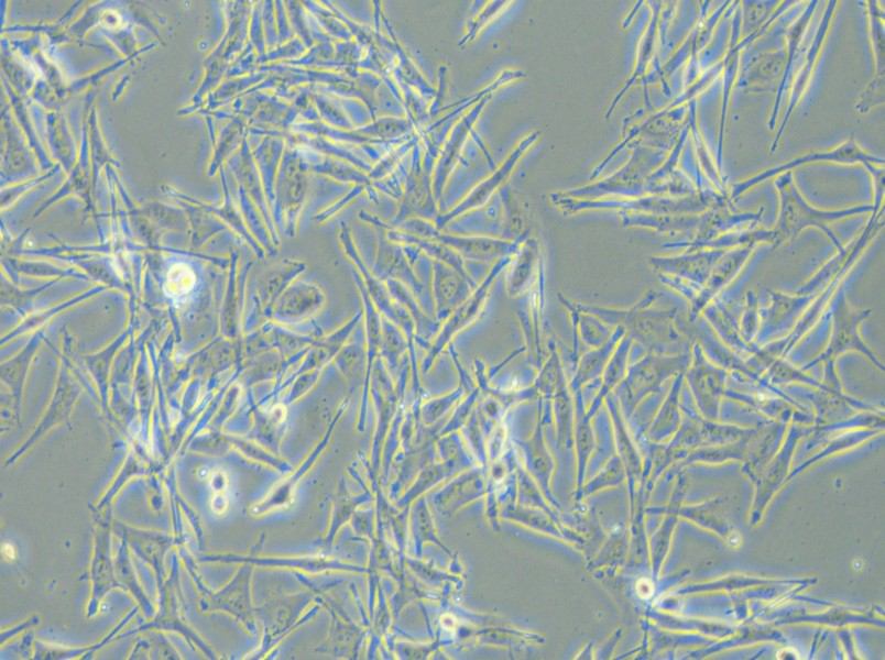 VMM39 Cell Complete Medium - small - 5