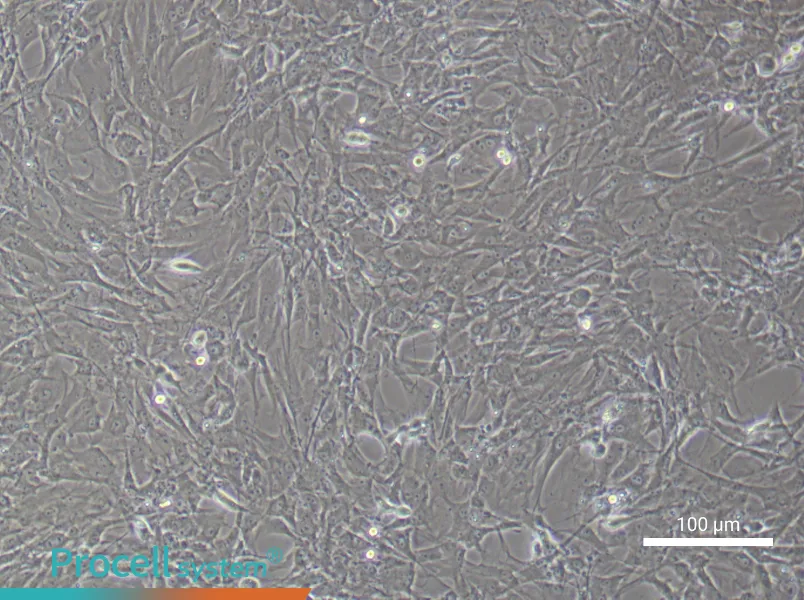 Rat Brown Adipose-Derived Stem Cell Complete Medium - 1