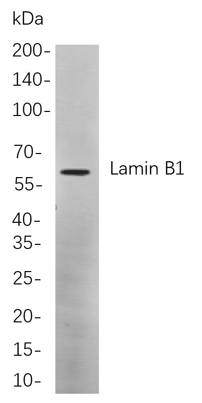 Recombinant Lamin B1 Monoclonal Antibody-searchlist-1