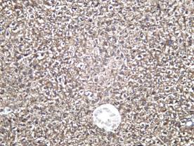 Recombinant Prothrombin Monoclonal Antibody - 1