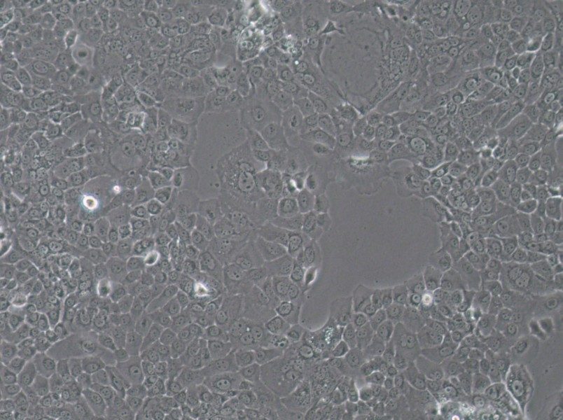 HT-3 Cell Complete MediumHT-3 Cell Complete Medium - 3