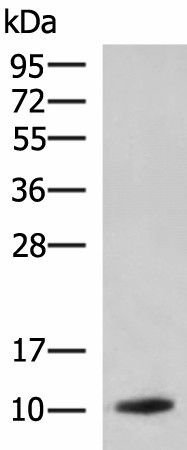 Western blot analysis of Rat pancreas tissue lysate  using PPY Polyclonal Antibody at dilution of 1:1900