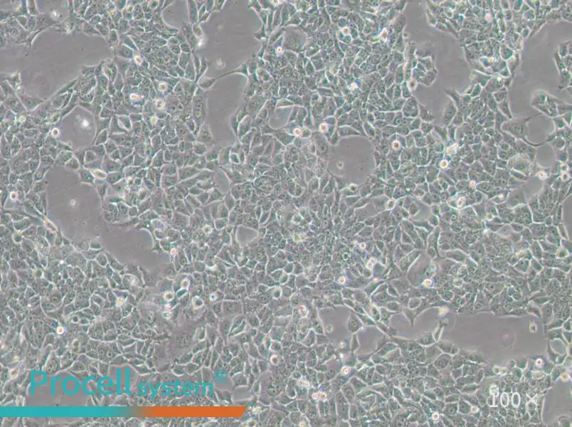 BFTC-905 Cell Complete MediumBFTC-905 Cell Complete Medium - 2