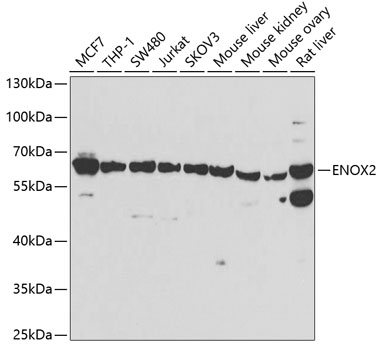 Western blot analysis of extracts of various cell lines using ENOX2 Polyclonal Antibody at dilution of 1:1000.