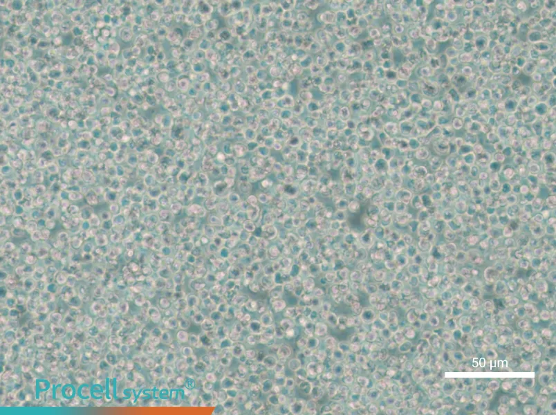 C1498 Cell Complete Medium - small - 4