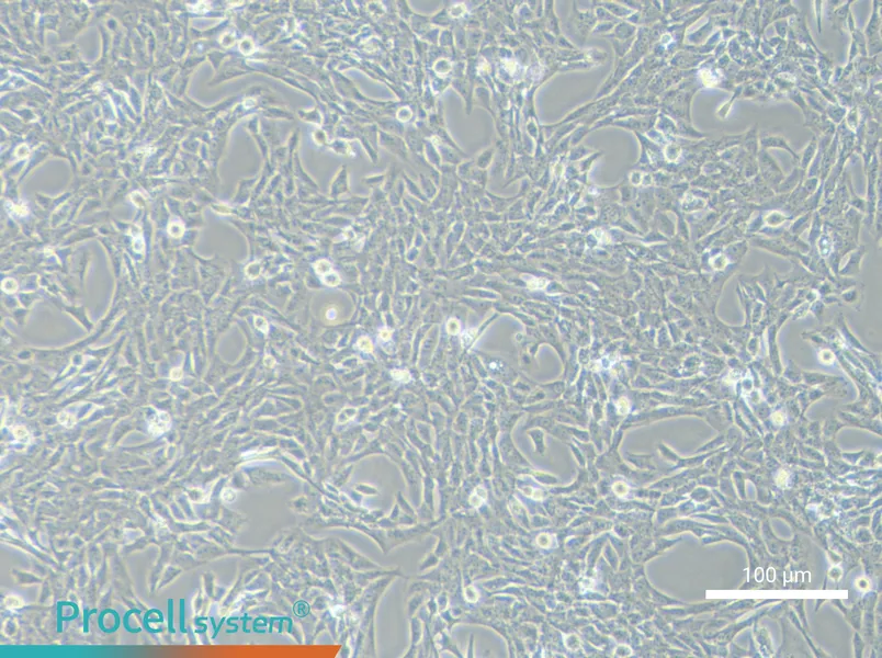 HSC-T6 Cell Complete Medium - 2