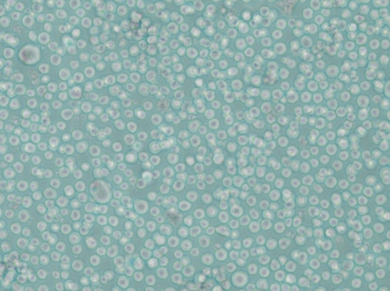 LAMA-84 Cell Complete Medium - 5