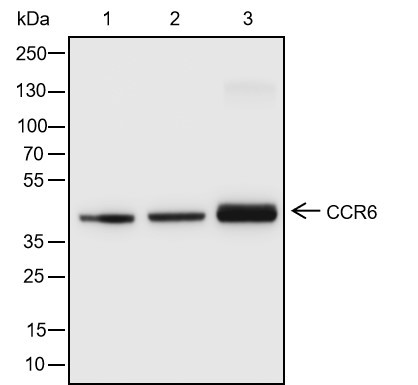 Recombinant CCR6 Monoclonal Antibody-searchlist-1