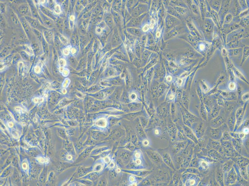 MDA-MB-231 (DMEM) Cell Complete Medium - small - 4