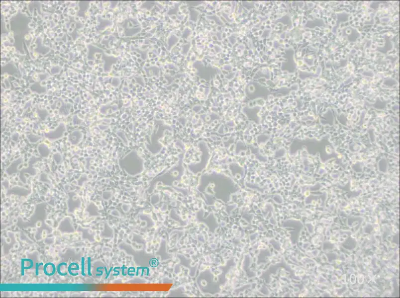 293E Cell Complete Medium - 2