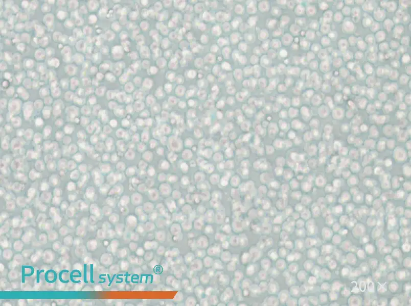 YT Cell Complete Medium - small - 4