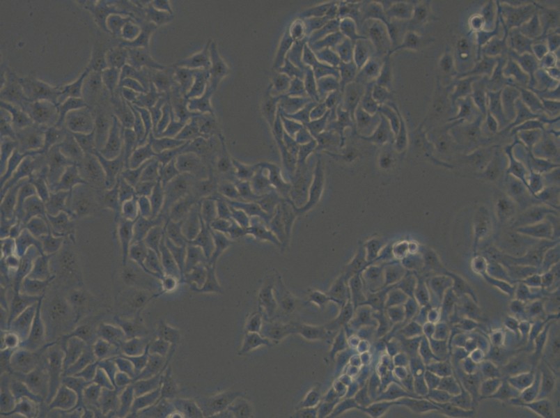 HCC1806 Cell Complete Medium - 6