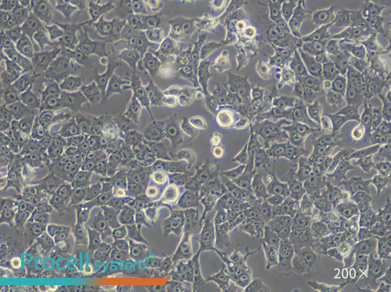 Hepa 1-6 Cell Complete Medium - small - 6