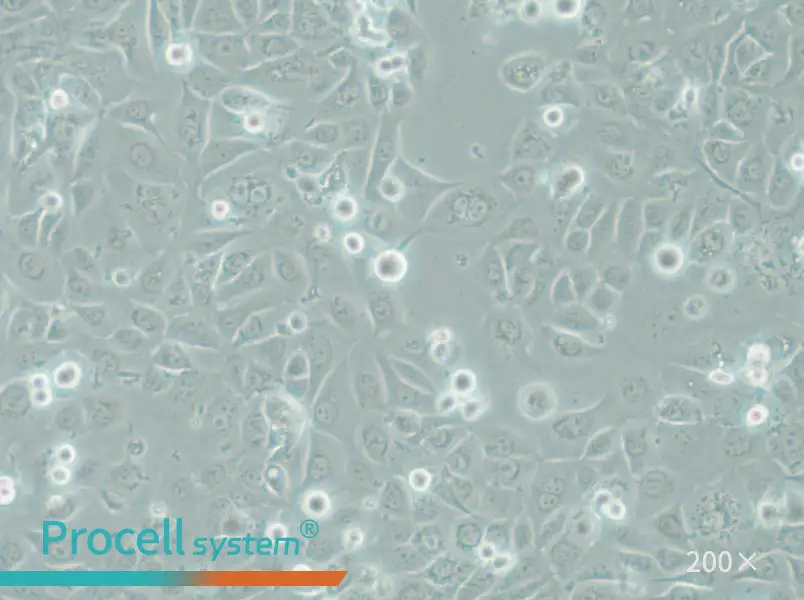 COLO-680N Cell Complete Medium - 4