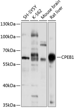 Western blot analysis of extracts of various cell lines using CPEB1 Polyclonal Antibody at 1:1000 dilution.