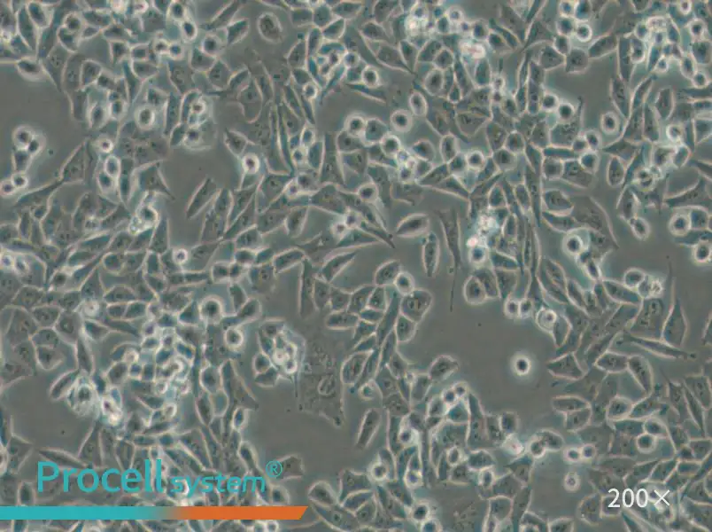 4T1 Cell Complete Medium - small - 4