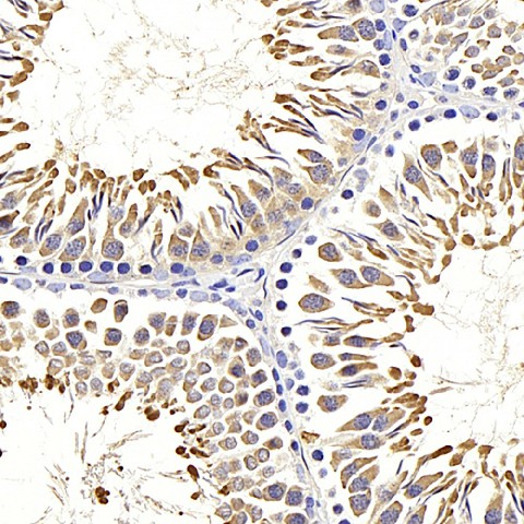 Immunohistochemistry analysis of paraffin-embedded rat testis  using HSPA1A Polyclonal Antibody at dilution of 1:500.