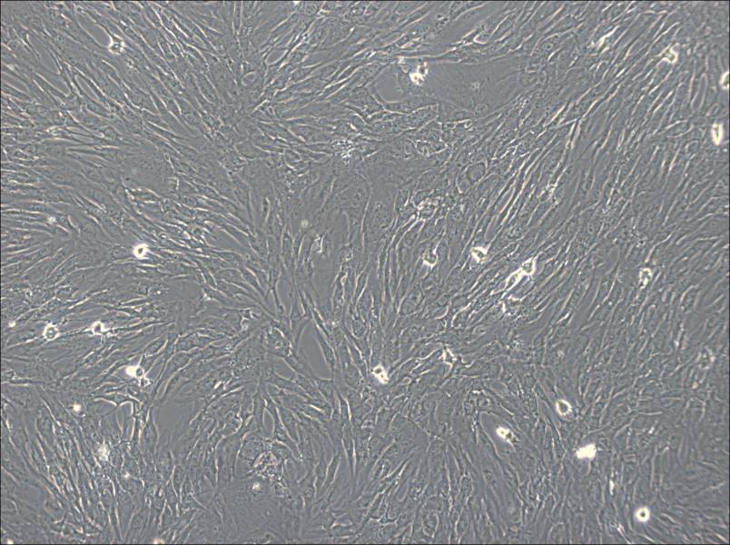 hTERT-HPNE Cell Complete Medium-searchlist-1