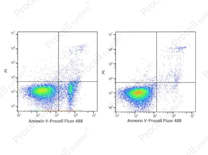 Annexin V-Procell Fluor 488 Azide-Free Lyophilized Powder