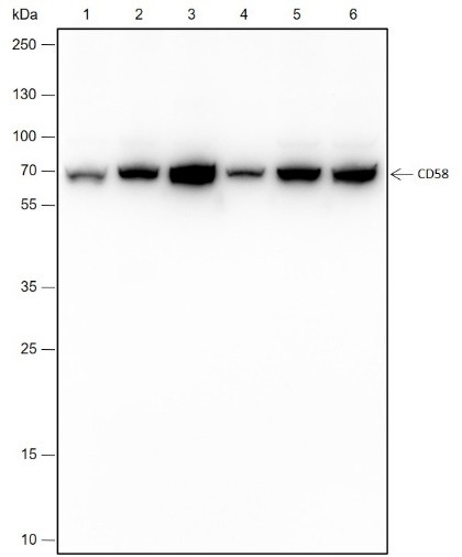 Recombinant CD58 Monoclonal Antibody-searchlist-1