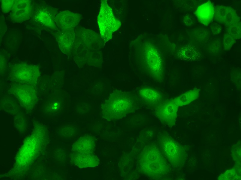 A549-GFP Cell Complete Medium - small - 6