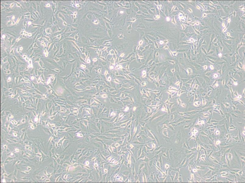 KTC-1 Cell Complete Medium-searchlist-1