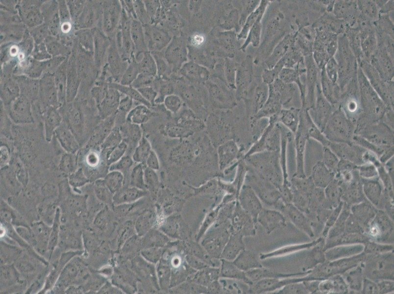 OCUT-2C Cell Complete Medium - small - 6