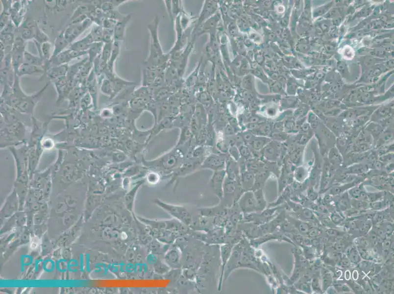 Renca-LUC Cell Complete Medium - 4