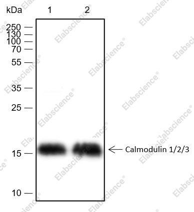 Recombinant Calmodulin 1/2/3 Monoclonal Antibody - 2