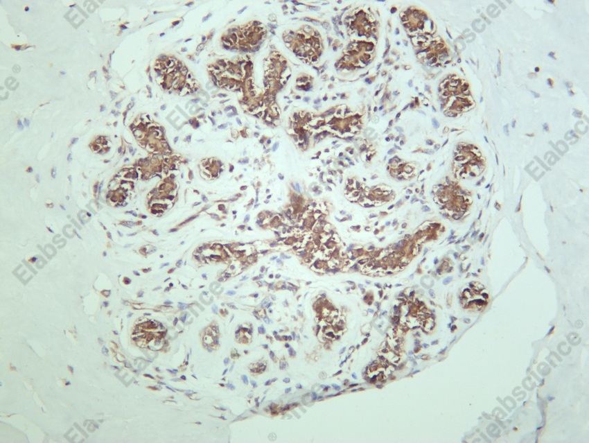 Recombinant GSK3β Monoclonal Antibody - 3