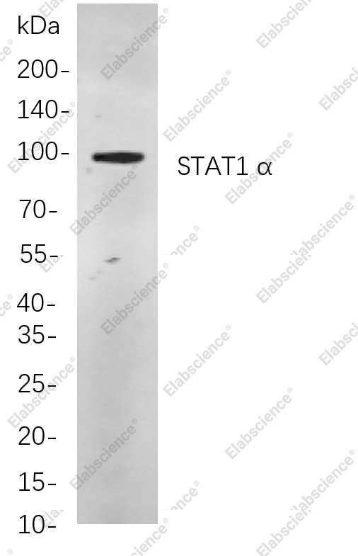 Recombinant STAT1 α Monoclonal Antibody - 1