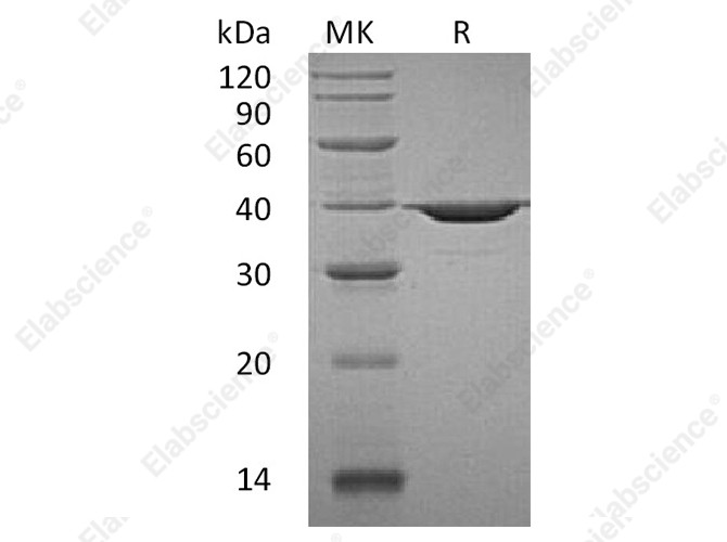 Recombinant Human APE1/APE Protein - 1